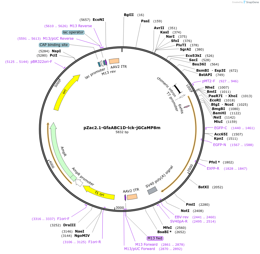 176760-plasmid-map-sequence-id-349055