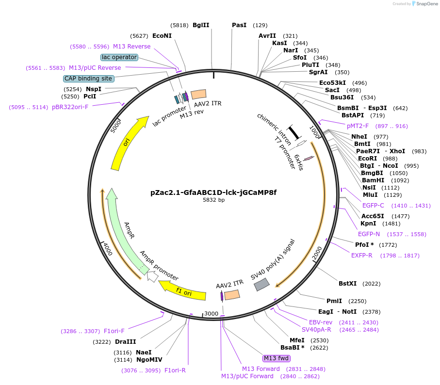 176759-plasmid-map-sequence-id-349056