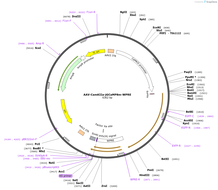 176751-plasmid-map-sequence-id-349058