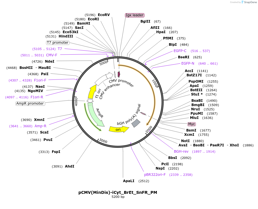 177747-plasmid-map-sequence-id-349063