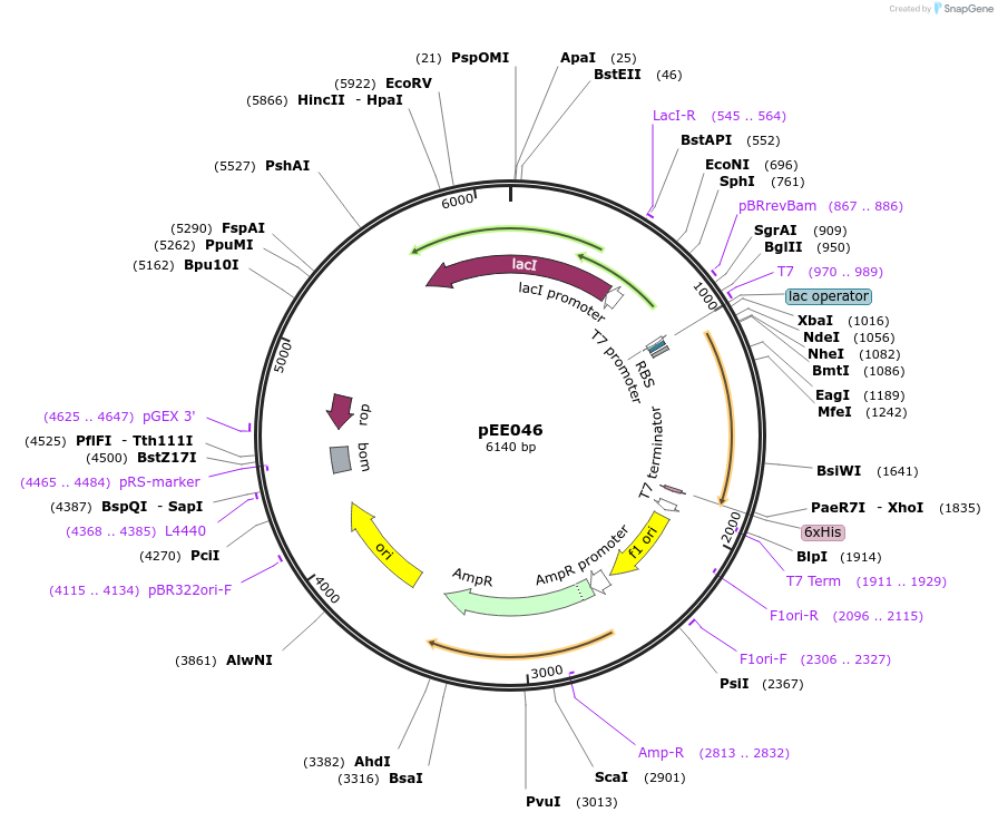 176803-plasmid-map-sequence-id-349074