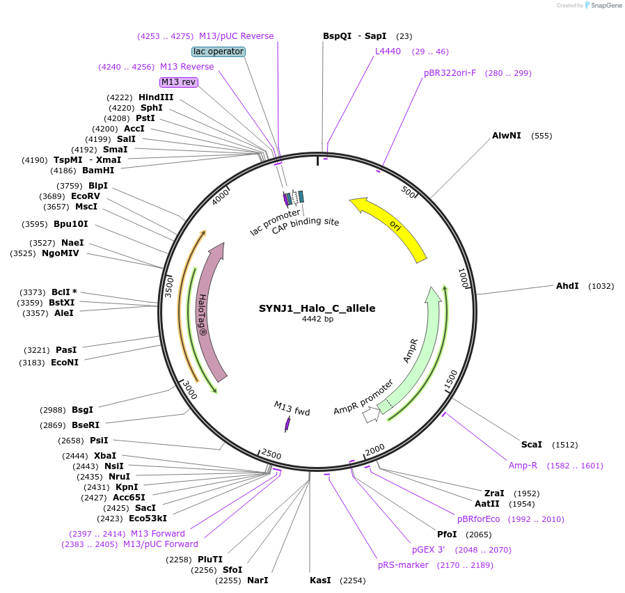 178148-plasmid-map-sequence-id-349079