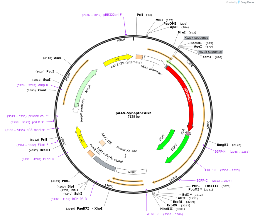 175275-plasmid-map-sequence-id-349084
