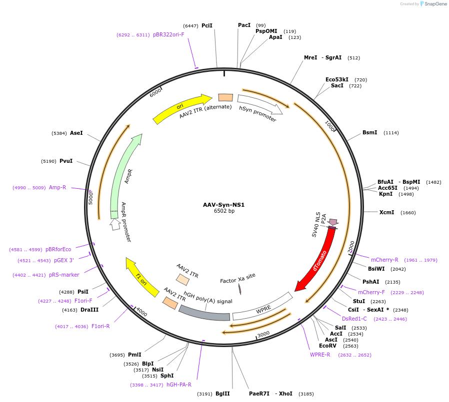 175276-plasmid-map-sequence-id-349086