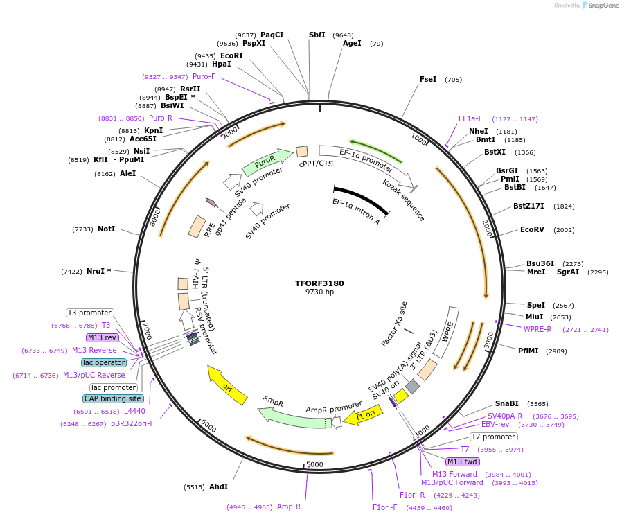 144656-plasmid-map-sequence-id-349111