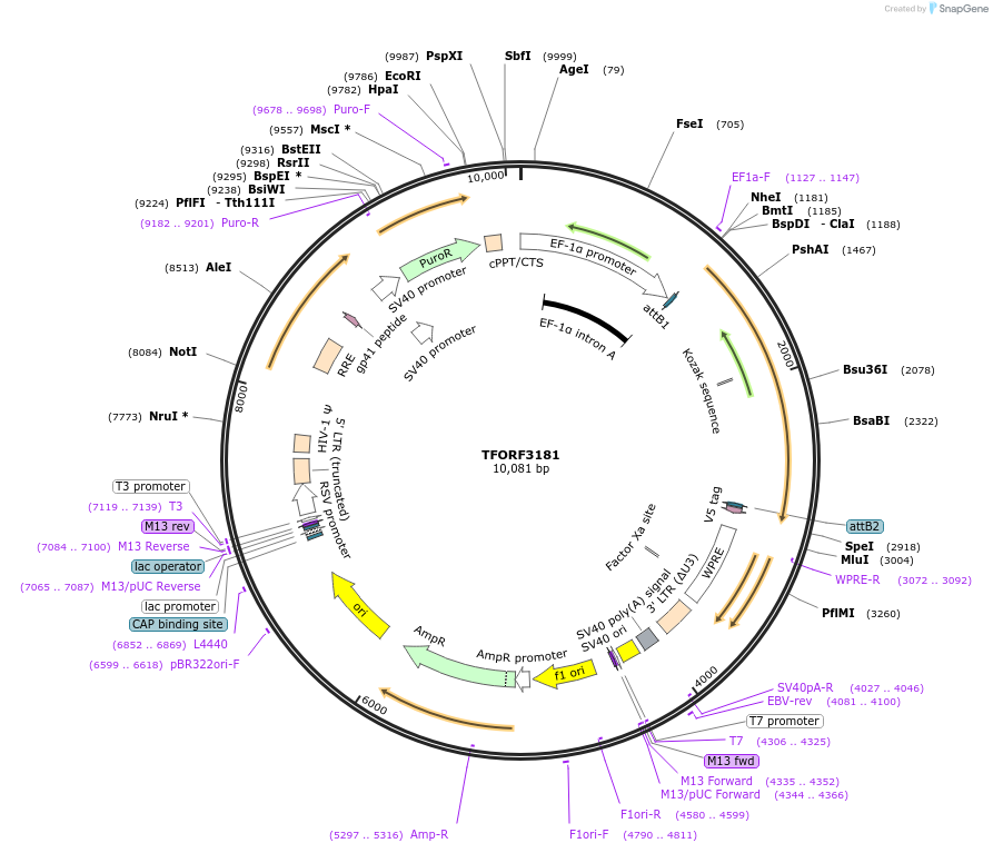 144657-plasmid-map-sequence-id-349115