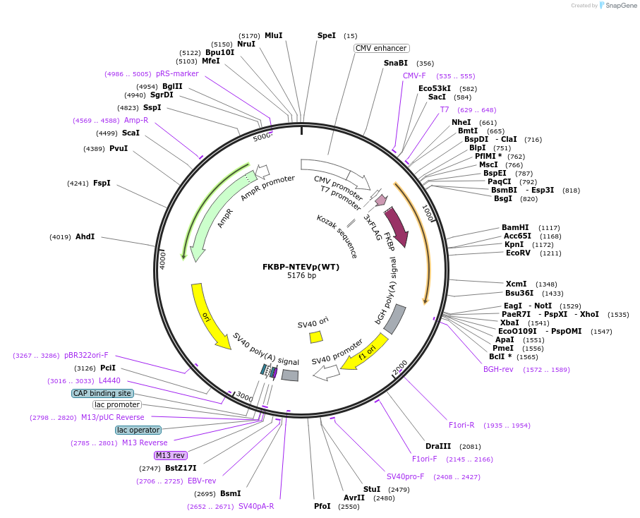 137831-plasmid-map-sequence-id-349131
