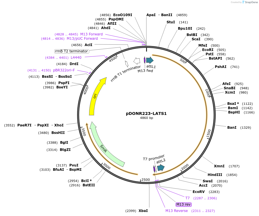 23665-plasmid-map-sequence-id-349164