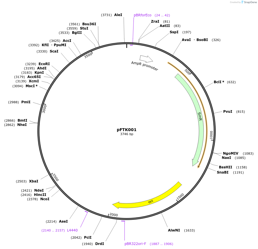171273-plasmid-map-sequence-id-349167