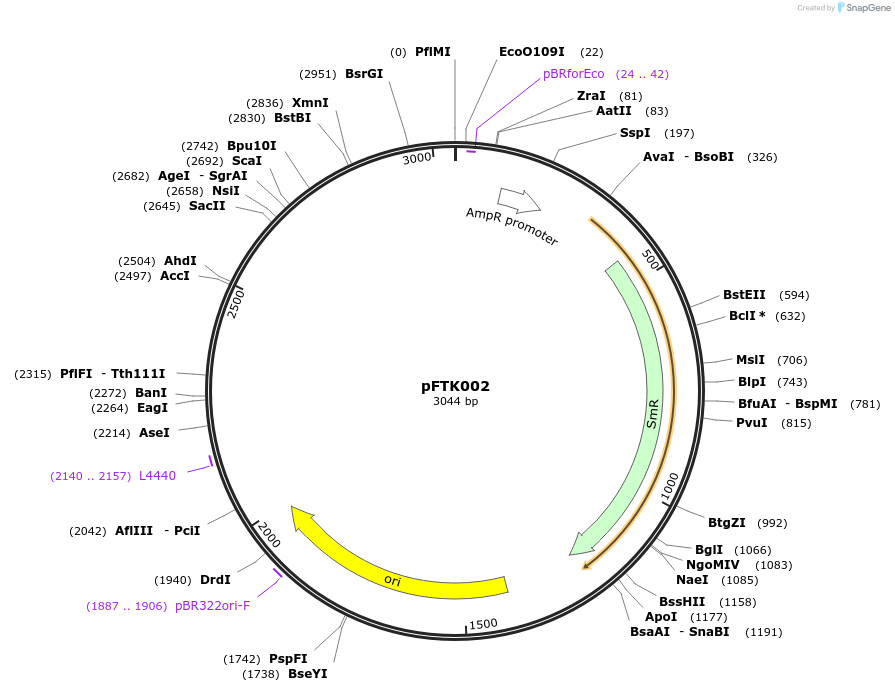 171274-plasmid-map-sequence-id-349168