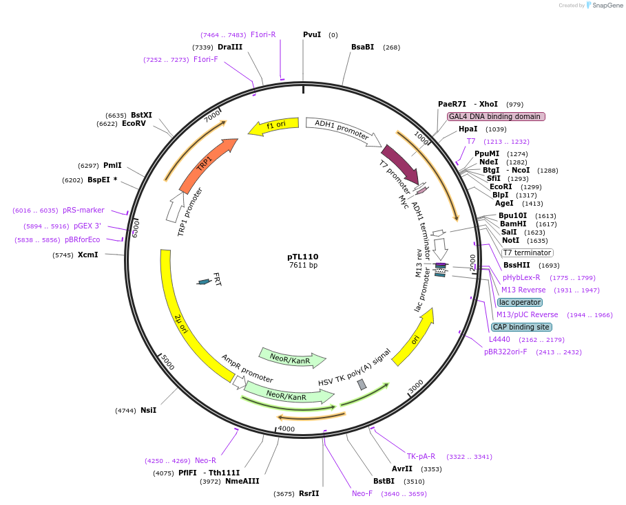 168344-plasmid-map-sequence-id-349185