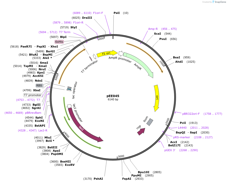 176802-plasmid-map-sequence-id-349191