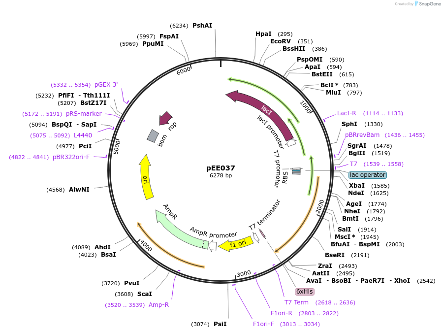 176794-plasmid-map-sequence-id-349195