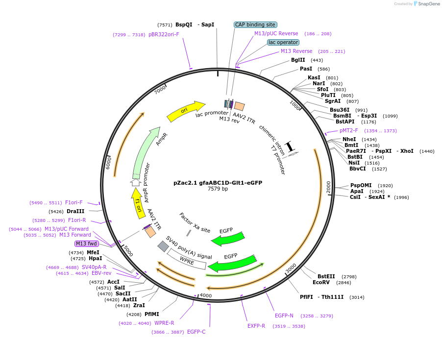 176862-plasmid-map-sequence-id-349196