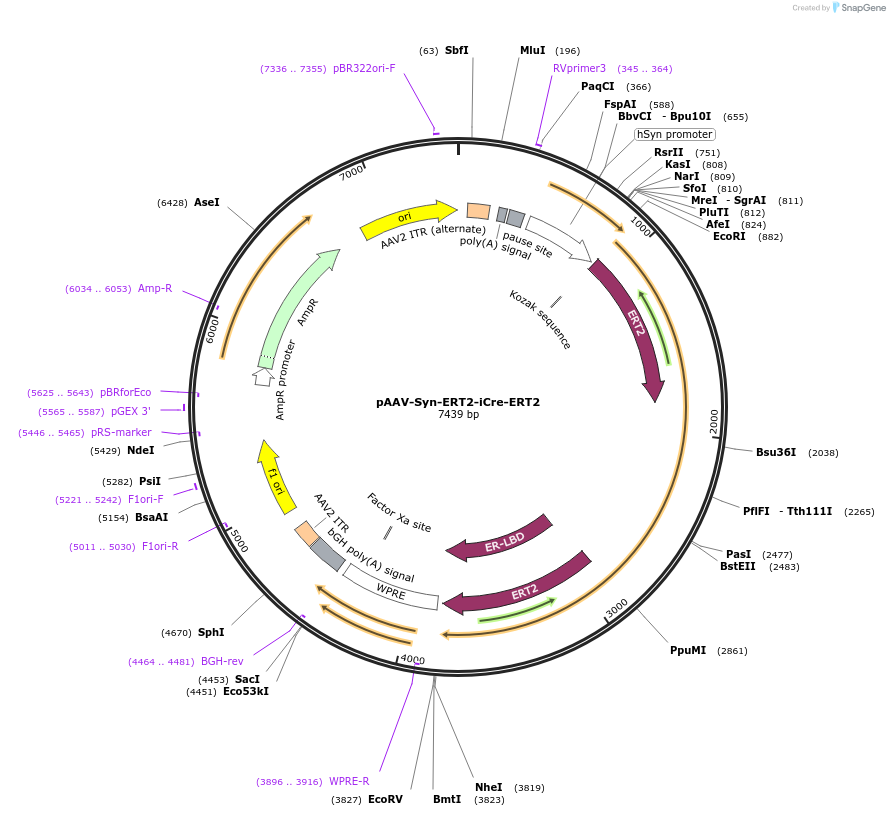 178059-plasmid-map-sequence-id-349207