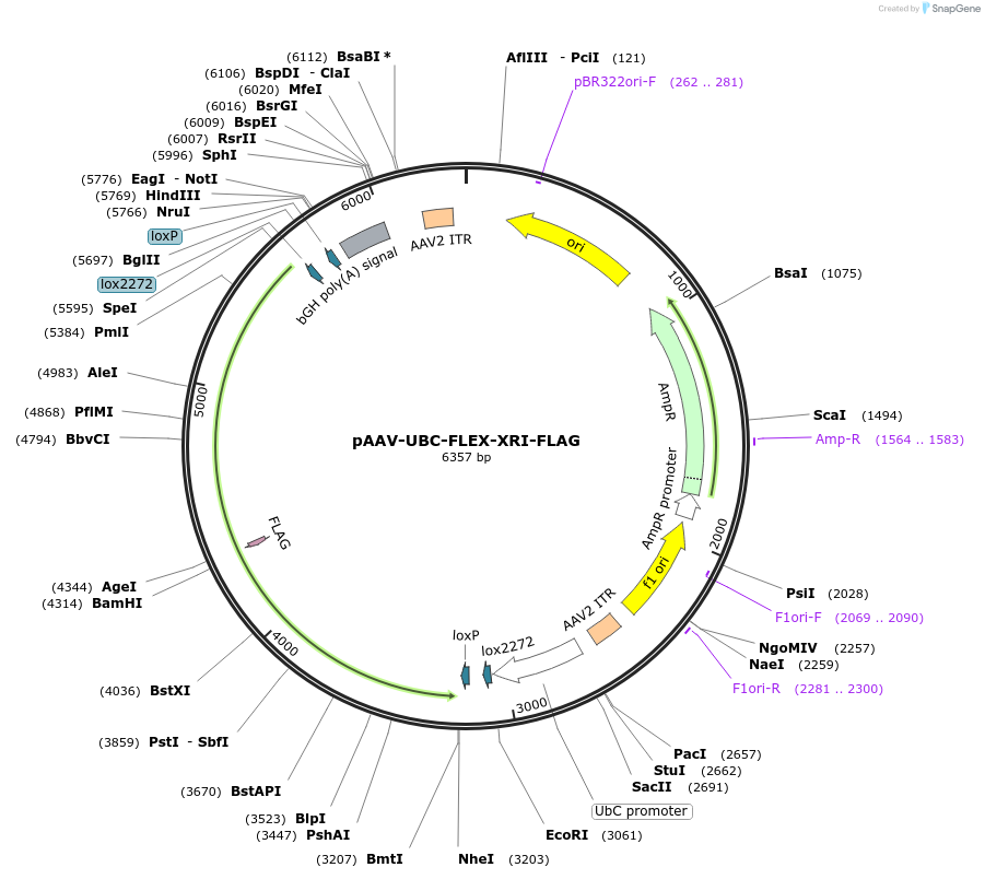 178057-plasmid-map-sequence-id-349209