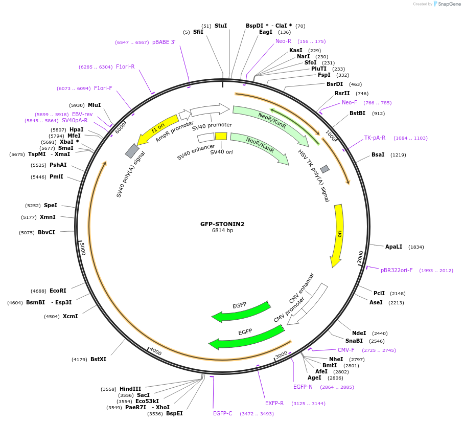 177885-plasmid-map-sequence-id-349255