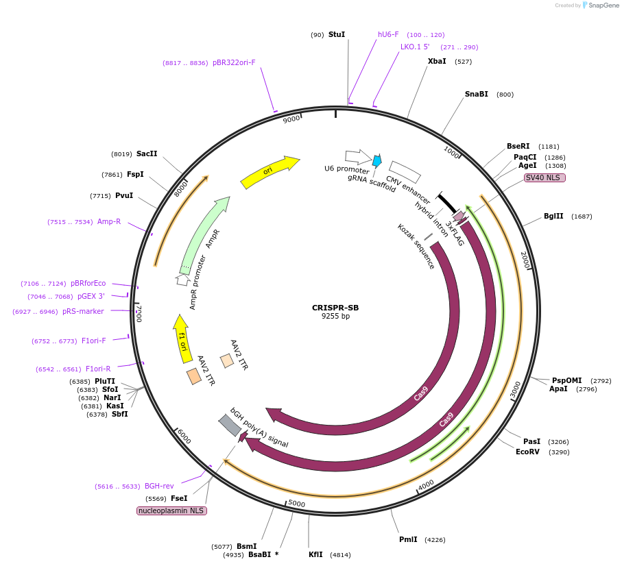 177936-plasmid-map-sequence-id-349296