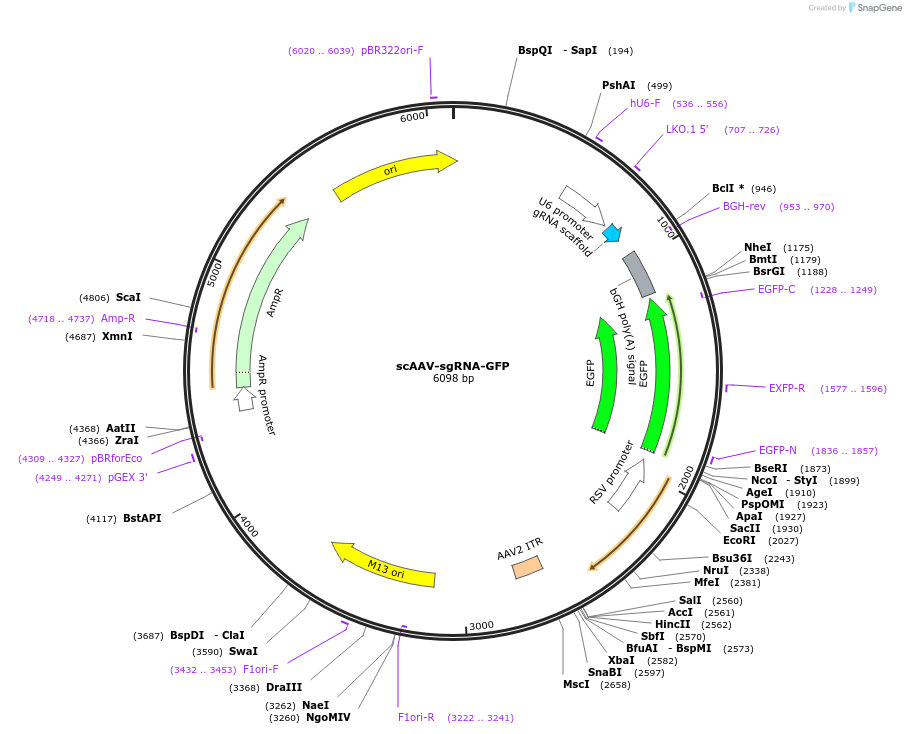 177935-plasmid-map-sequence-id-349297