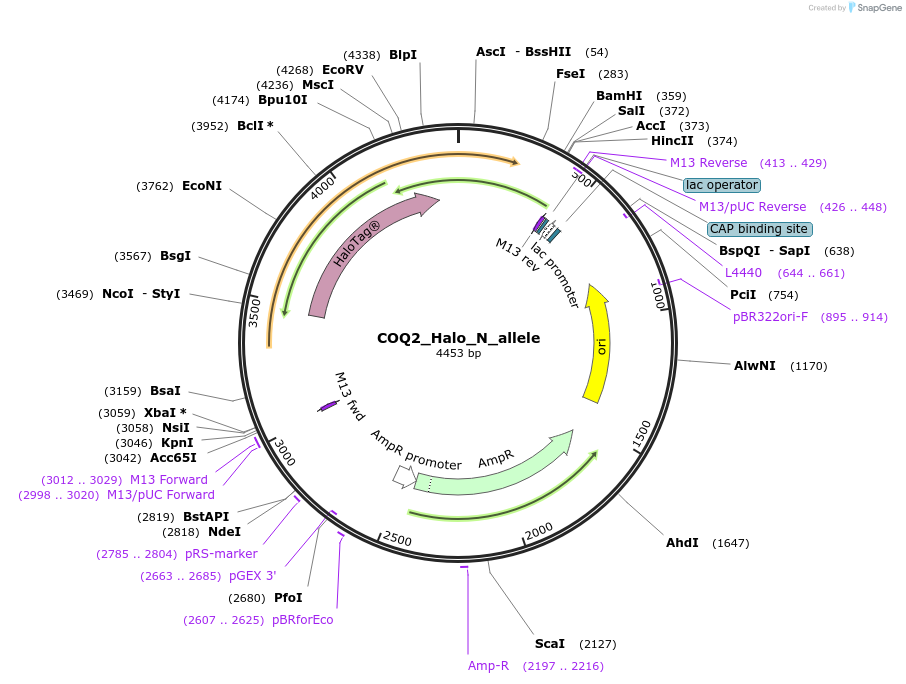 178154-plasmid-map-sequence-id-349320