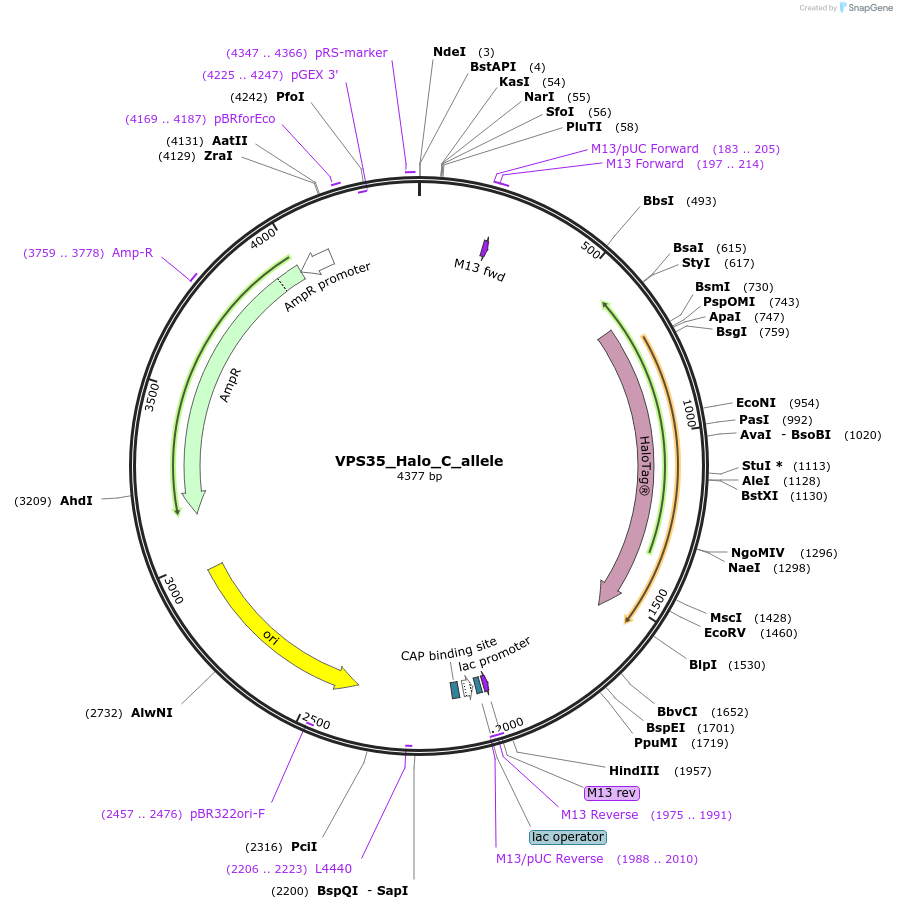 178175-plasmid-map-sequence-id-349332