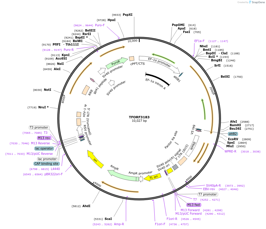 144659-plasmid-map-sequence-id-349334