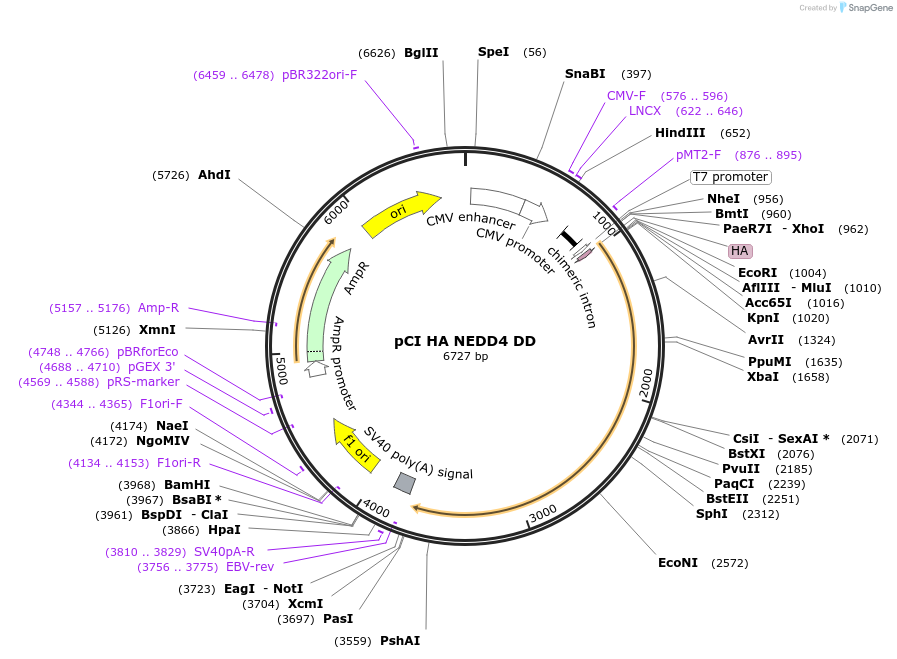 26999-plasmid-map-sequence-id-349335