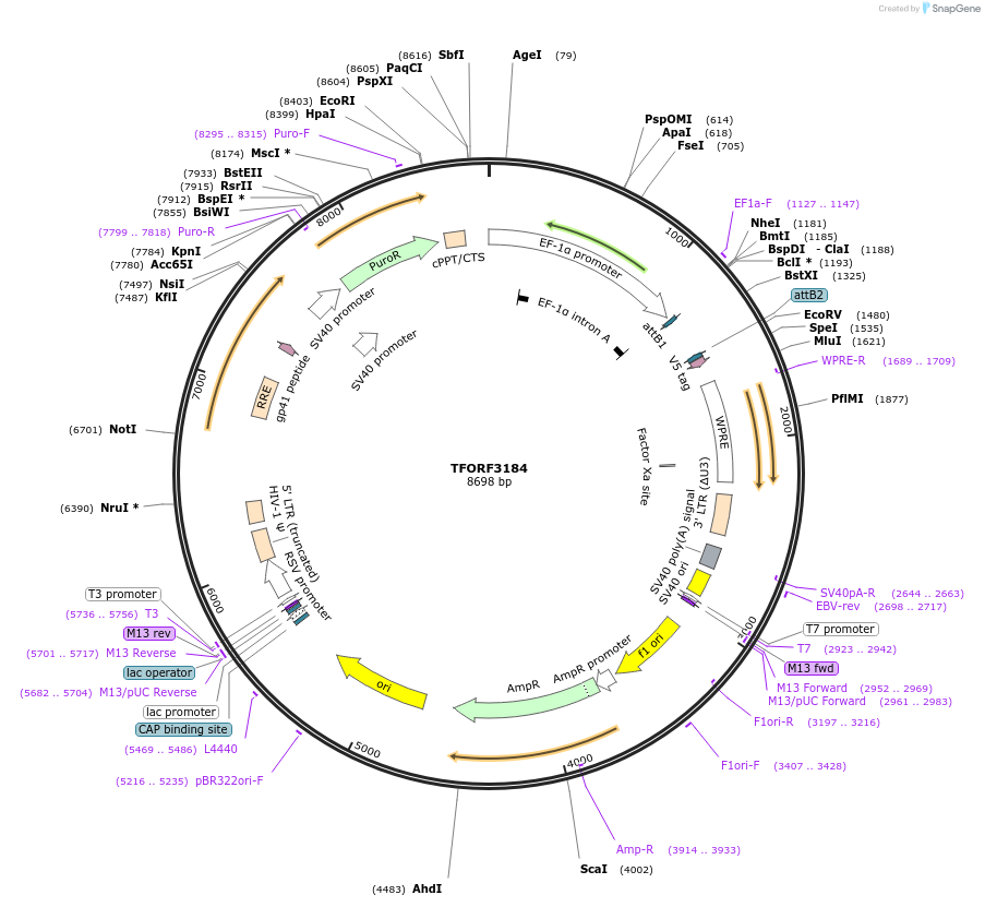 144660-plasmid-map-sequence-id-349336