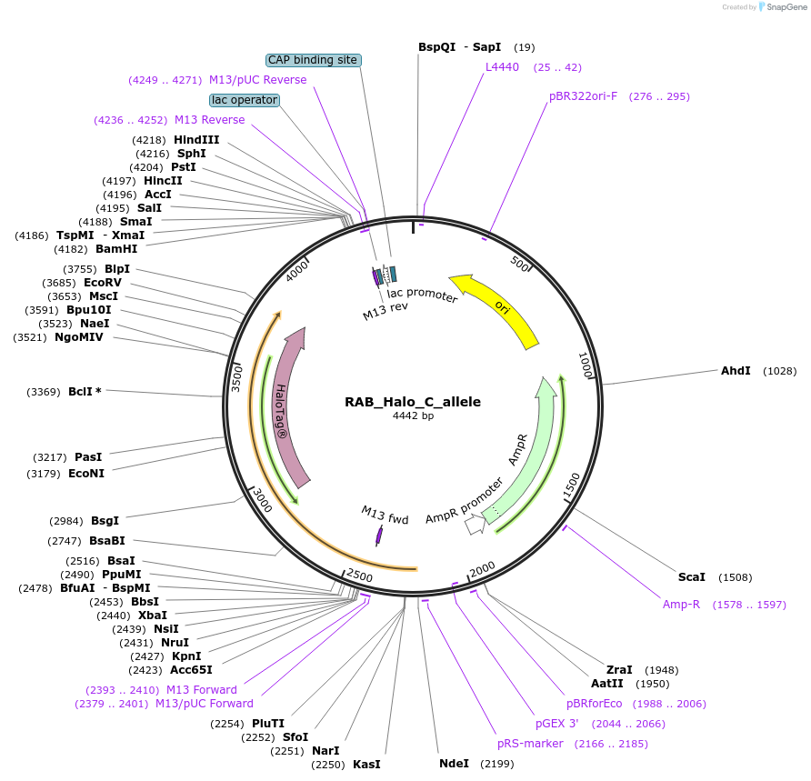178124-plasmid-map-sequence-id-349338