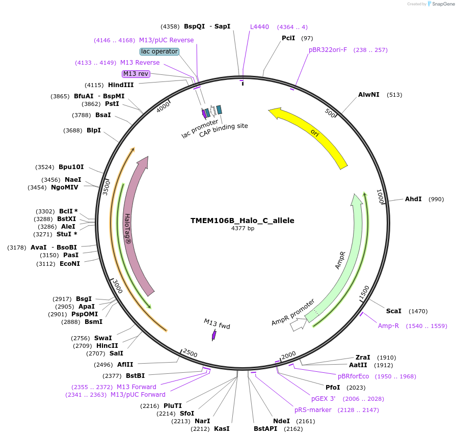 178173-plasmid-map-sequence-id-349342