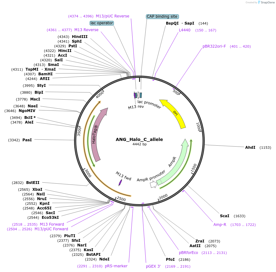 178115-plasmid-map-sequence-id-349357