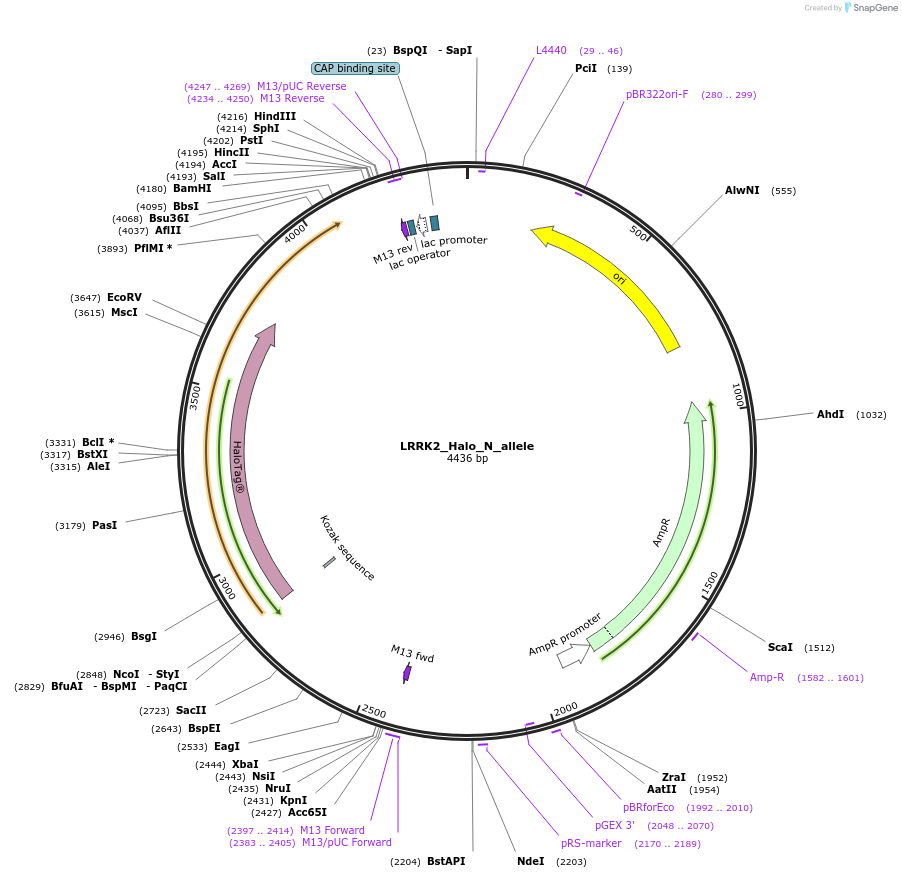 178142-plasmid-map-sequence-id-349361