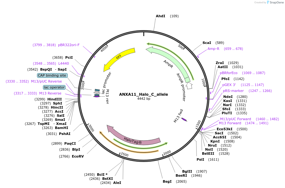 178136-plasmid-map-sequence-id-349362