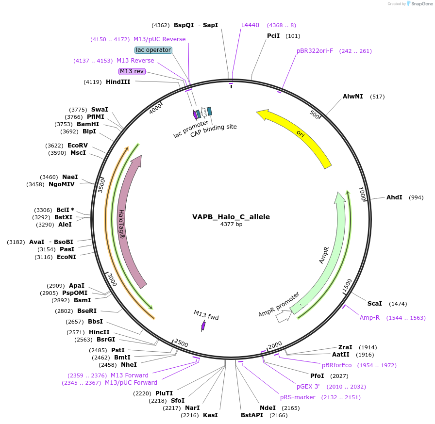 178174-plasmid-map-sequence-id-349363