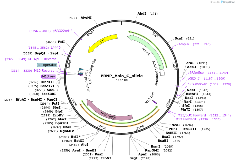 178116-plasmid-map-sequence-id-349364