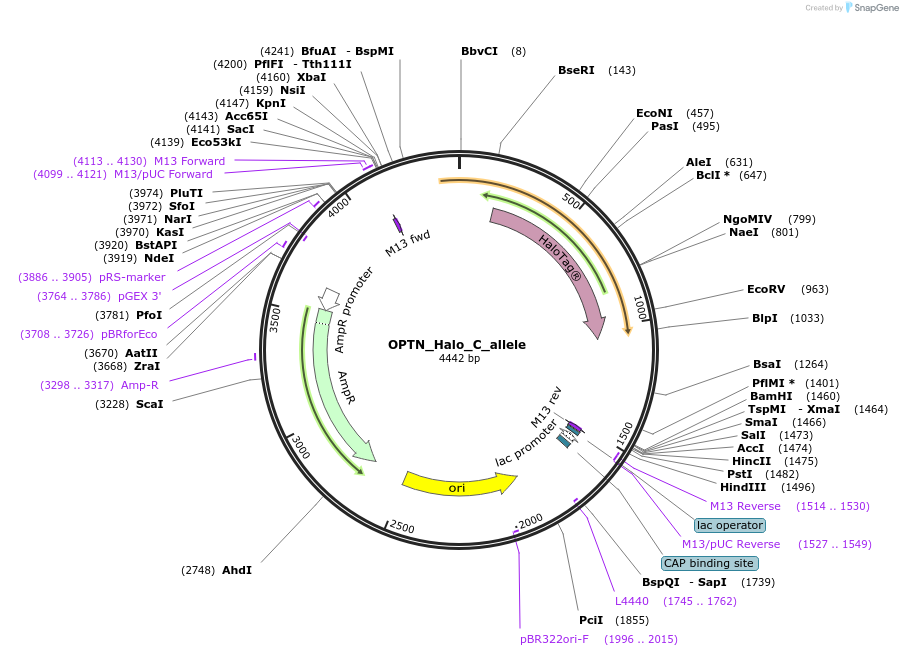 178144-plasmid-map-sequence-id-349368
