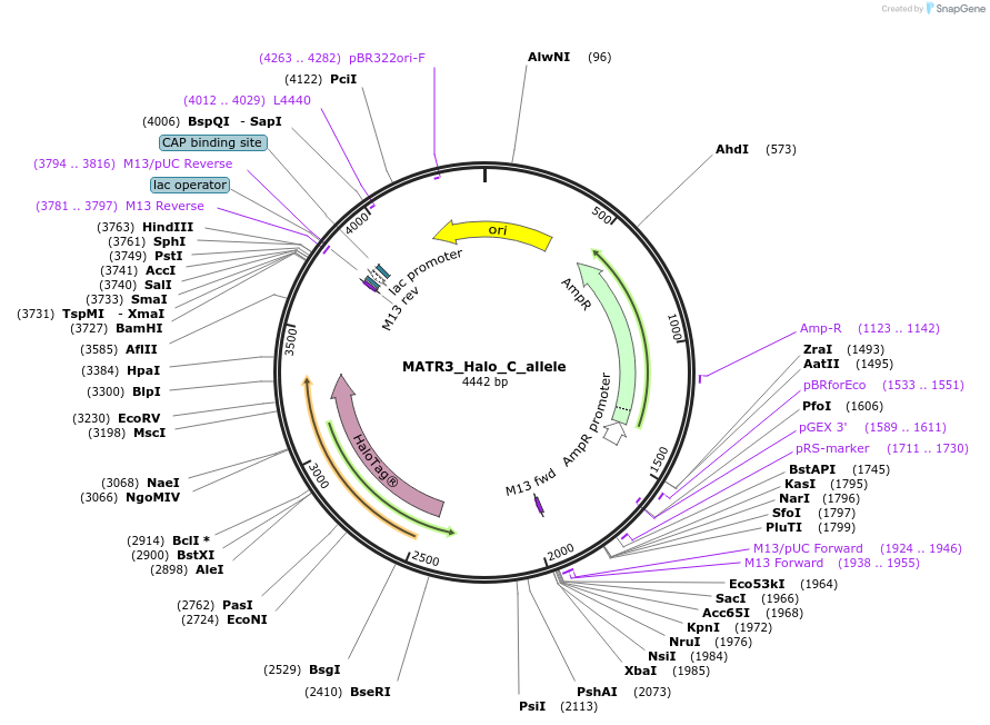 178135-plasmid-map-sequence-id-349371