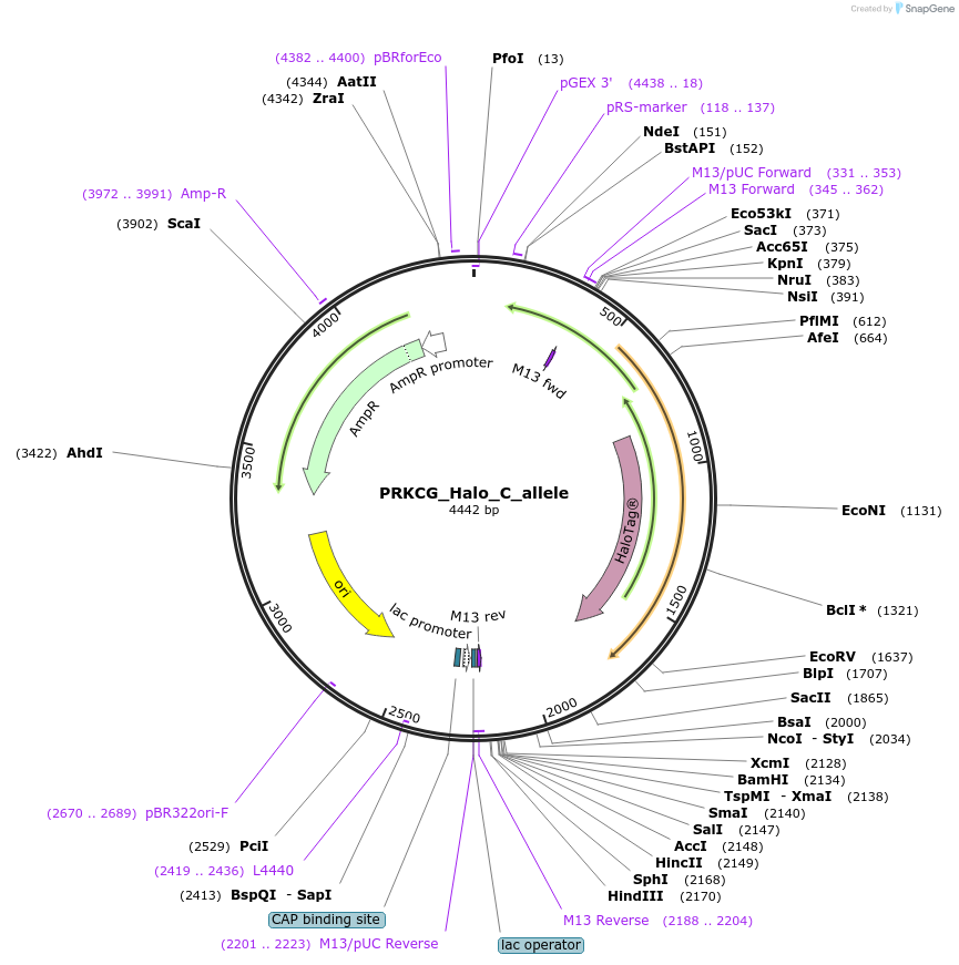 178146-plasmid-map-sequence-id-349373