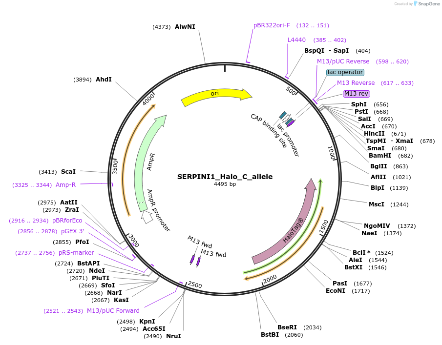 178168-plasmid-map-sequence-id-349378