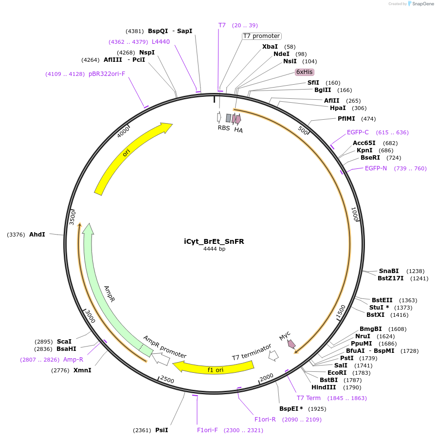 177740-plasmid-map-sequence-id-349387