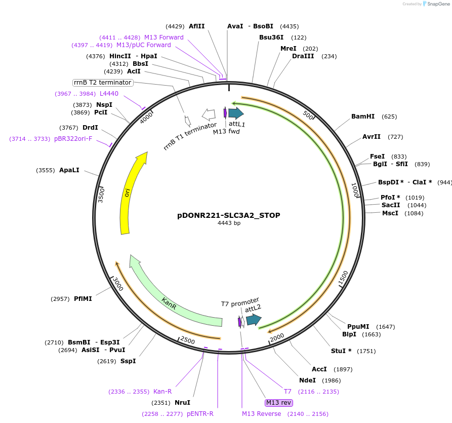 161379-plasmid-map-sequence-id-349390