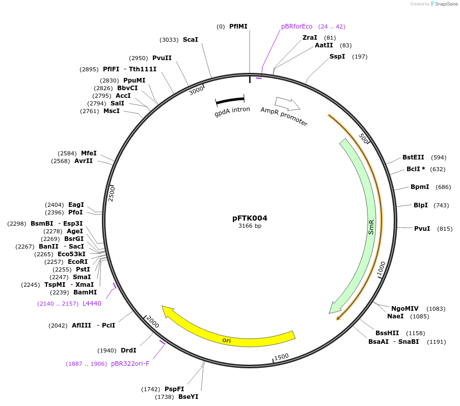 171276-plasmid-map-sequence-id-349398