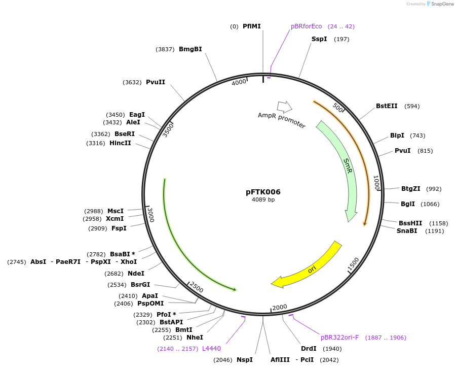 171278-plasmid-map-sequence-id-349409