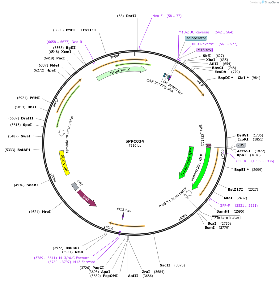 171153-plasmid-map-sequence-id-349411