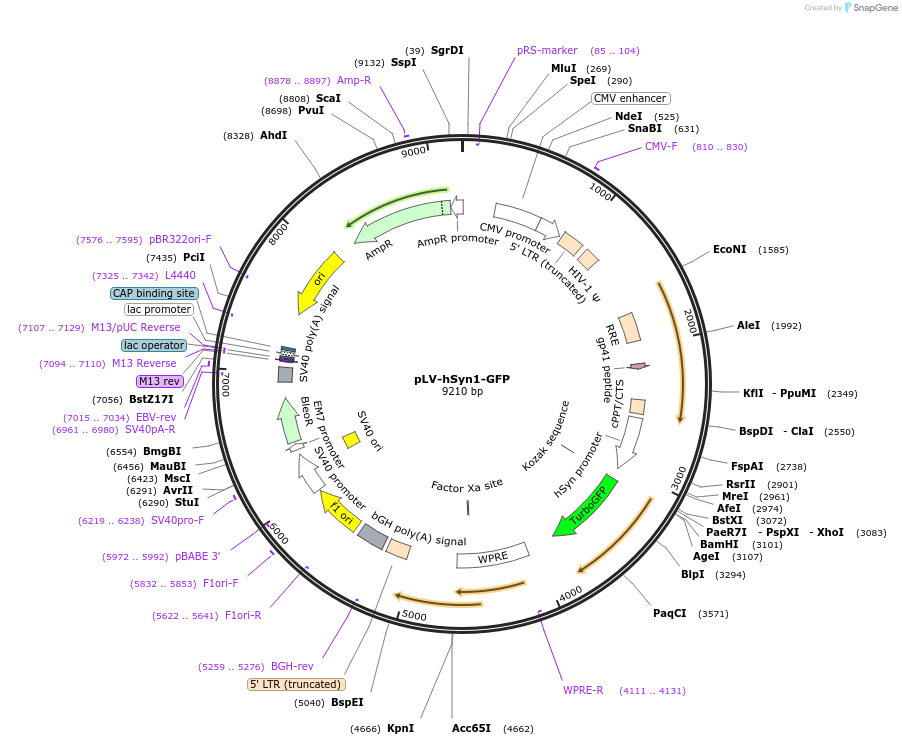 177810-plasmid-map-sequence-id-349414