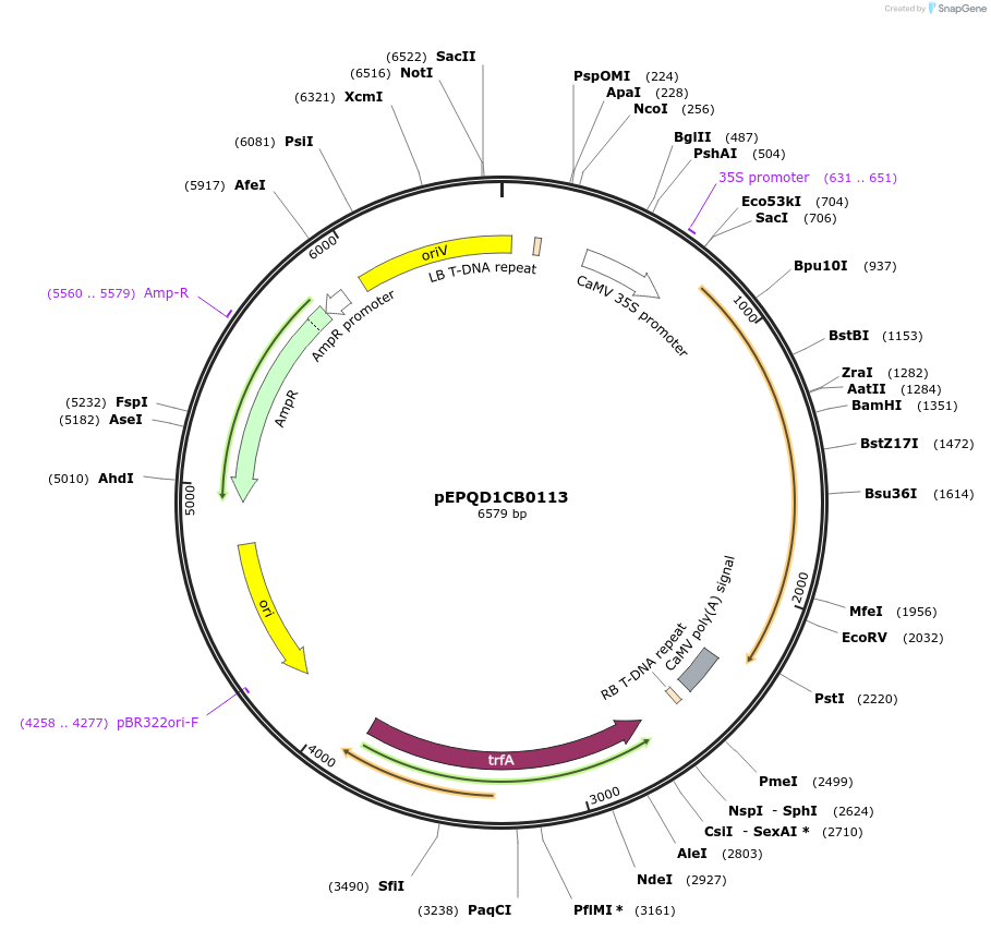 177045-plasmid-map-sequence-id-349417