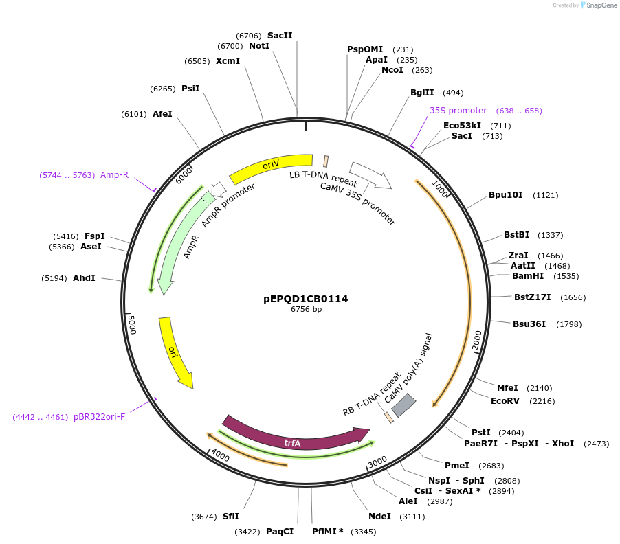 177046-plasmid-map-sequence-id-349418