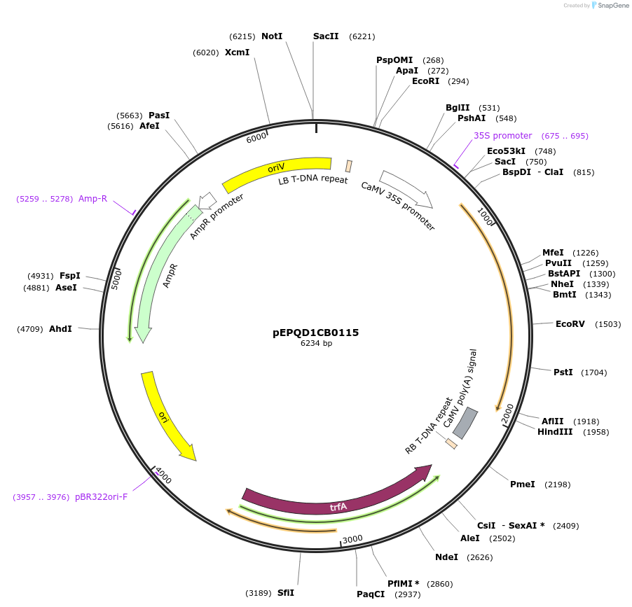 177047-plasmid-map-sequence-id-349419