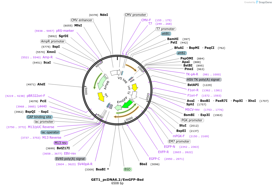 176985-plasmid-map-sequence-id-349422