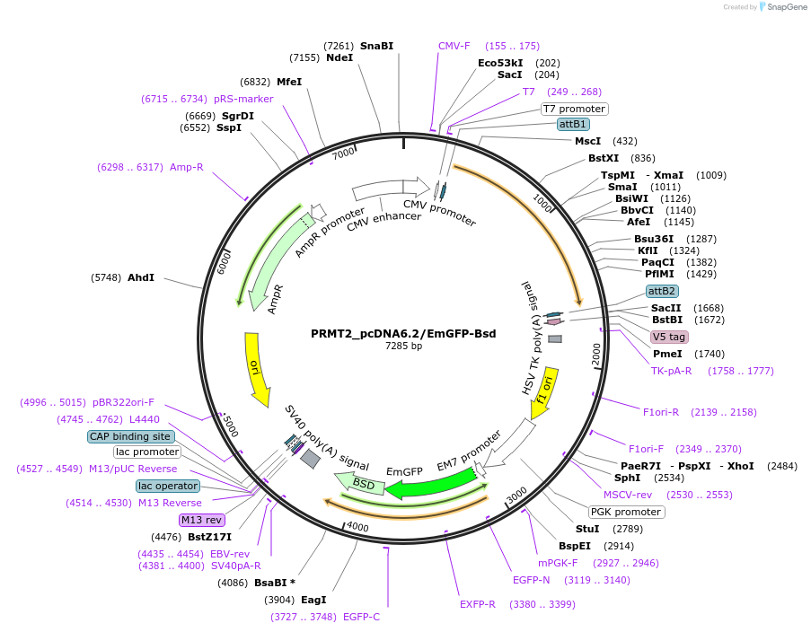 176953-plasmid-map-sequence-id-349424